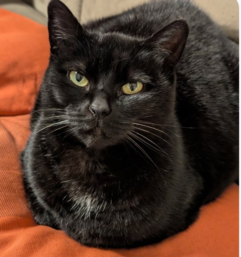 Pet'Ite Marie — dogsitter à Liévin