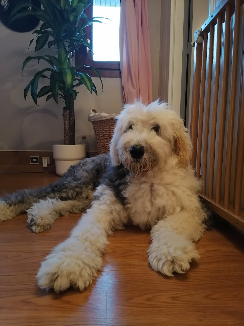 Pet's paradis garde d animaux — dogsitter à Douai