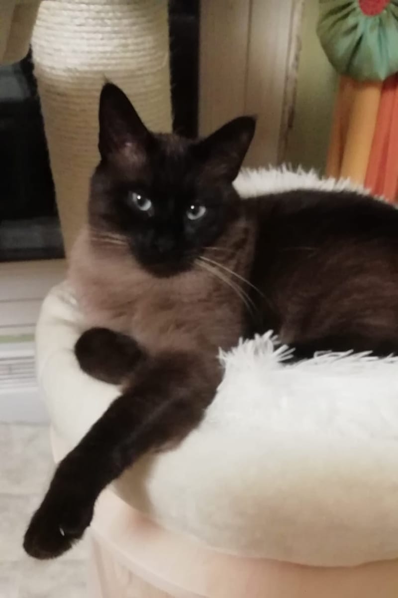 Pet-sitter Lignan/Pension - Dominique Noris — dogsitter à Béziers