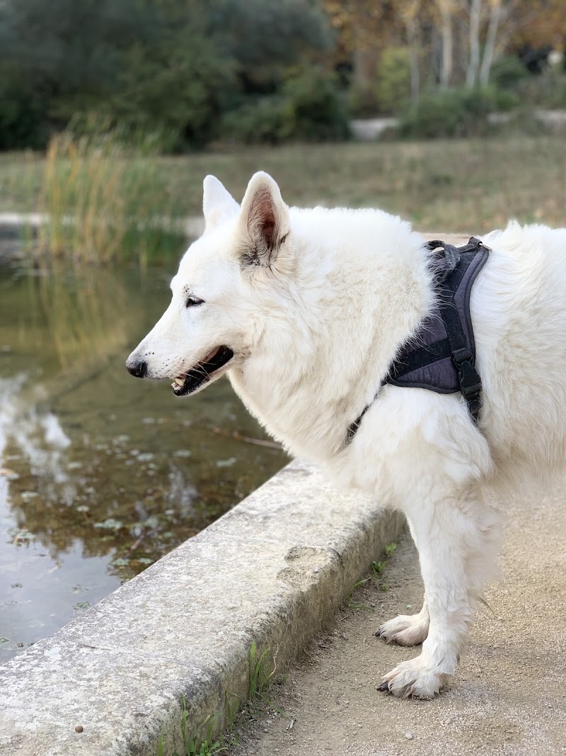Petits Bonheurs Poilus EI — dogsitter à Montpellier