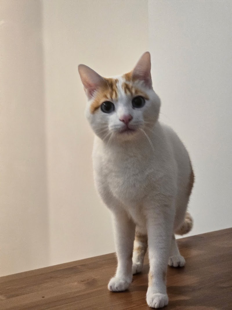 Pets in the city — dogsitter à Montpellier