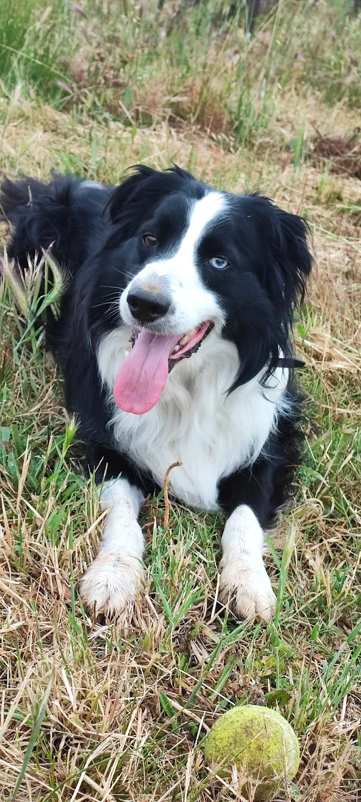 Pets Paradyz — dogsitter à Toulon