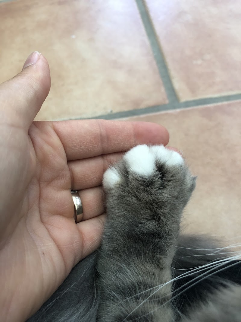 Petsitter - 4 Papattes — dogsitter à Lille