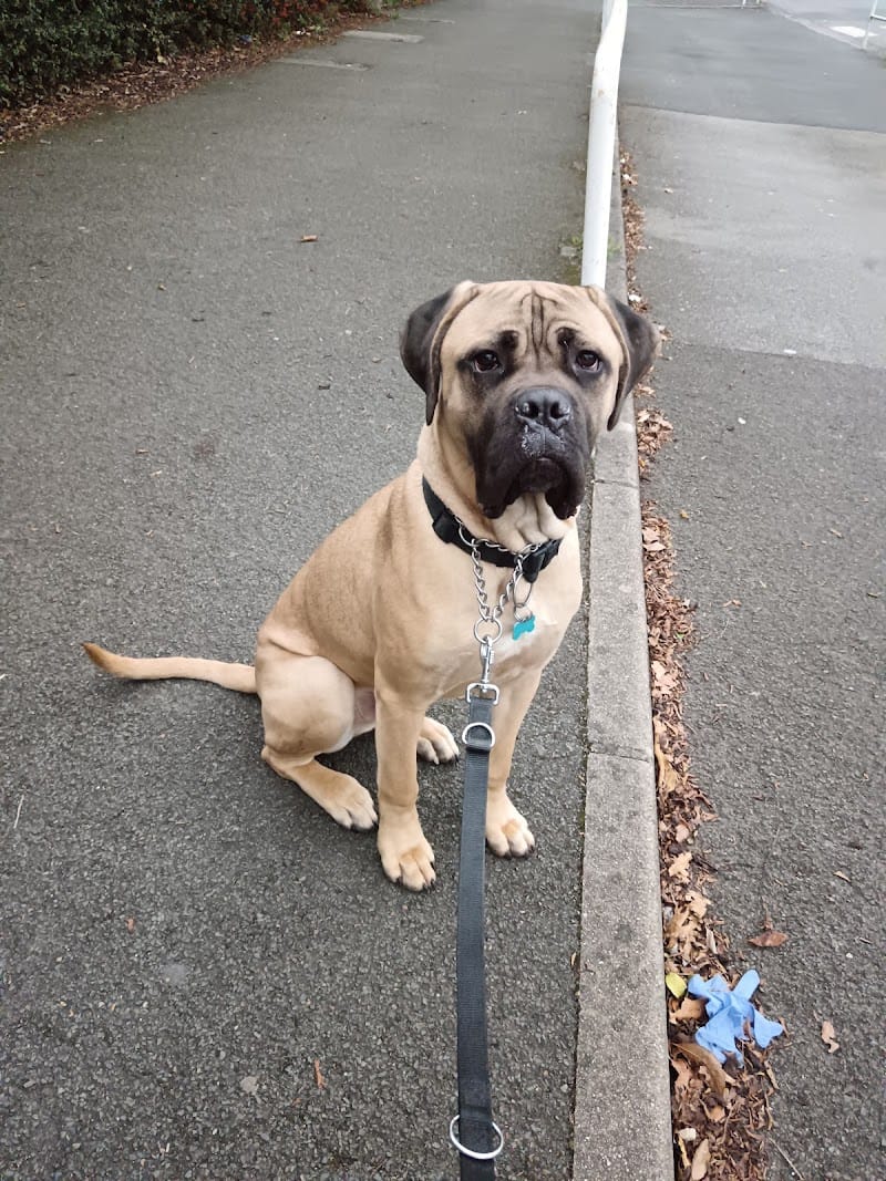 PetSitter Sheyenne — dogsitter à Châteaubriant