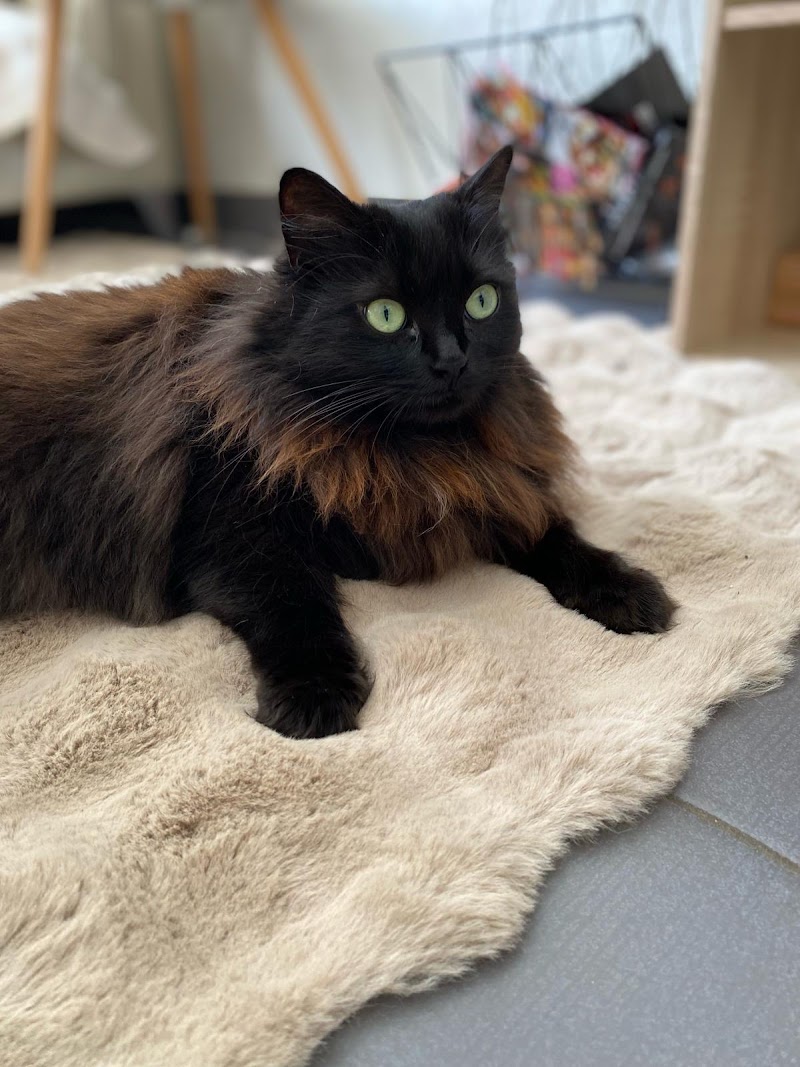 Petsitting 34 — dogsitter à Sète