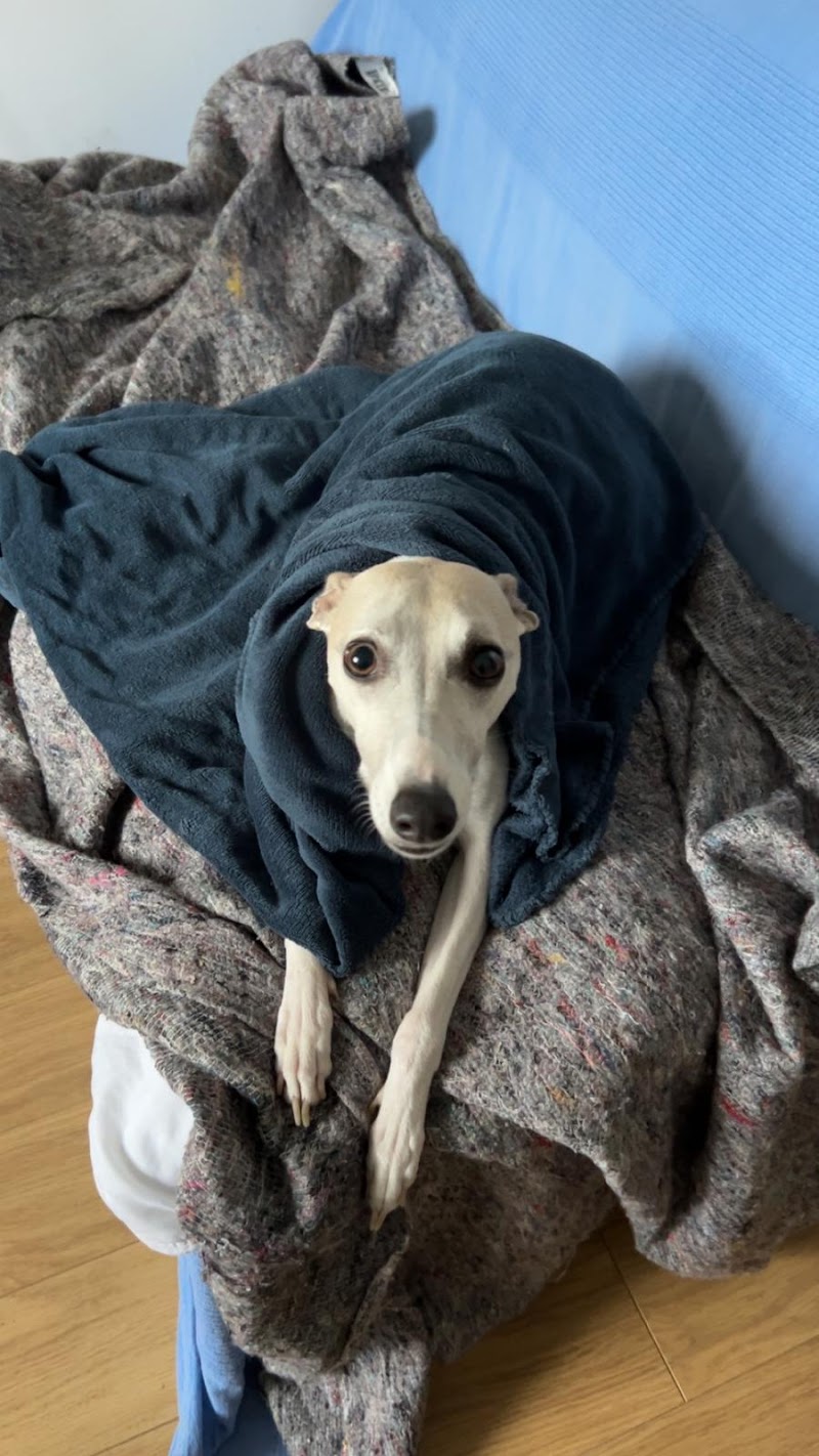 Petsitting&Clo — dogsitter à Versailles