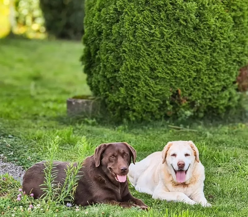 Pfotenglück vom Apfeltal — dogsitter à Forbach