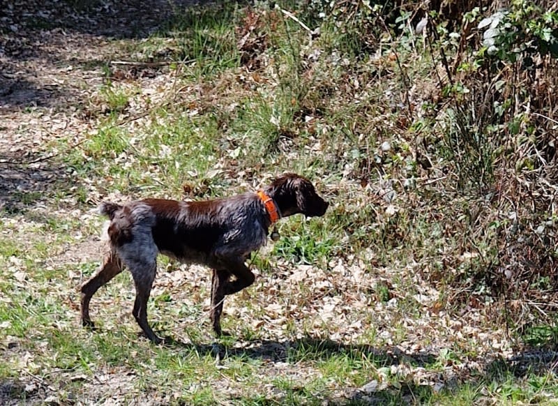 PHILIPPE RUAULT — dogsitter à Cestas