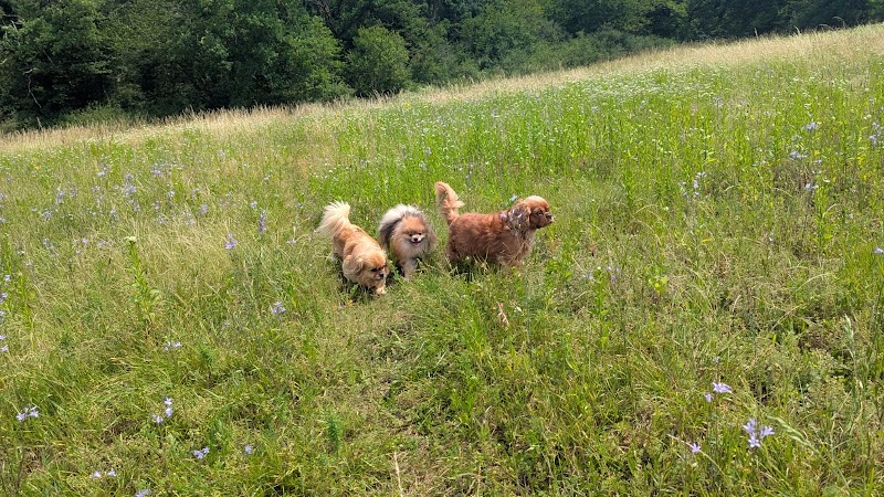 Pile Poil — dogsitter à Mulhouse