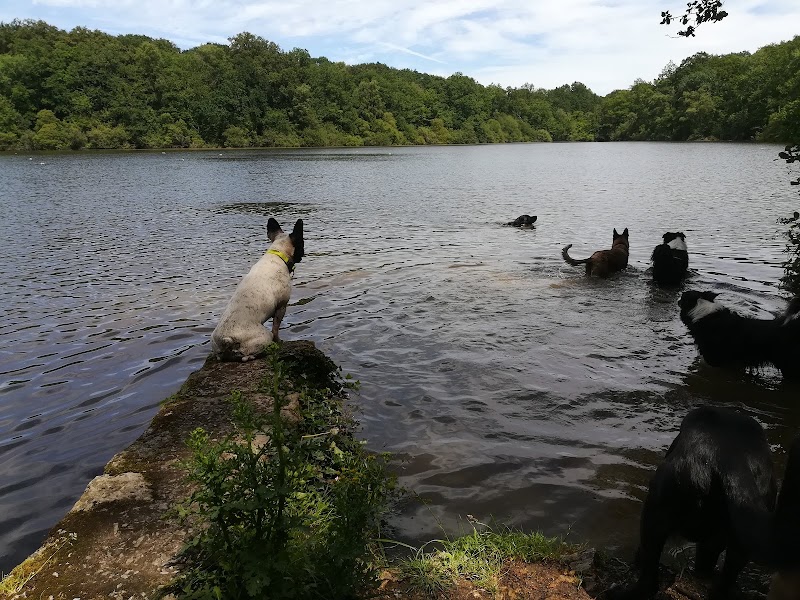 Point de Vue Canin — dogsitter à Montpon-Ménestérol