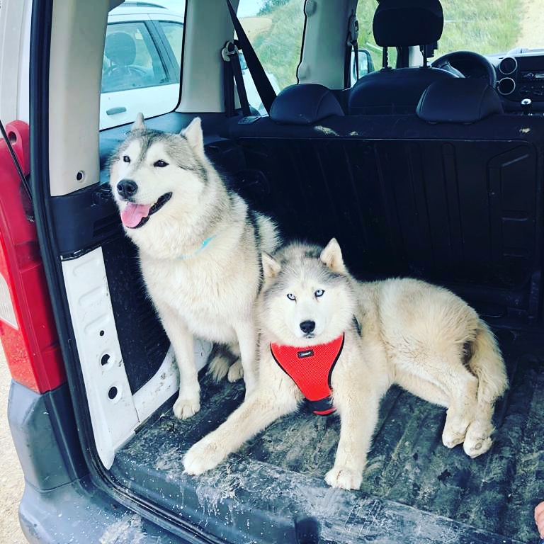 Pouet et Galipette — dogsitter à Béziers