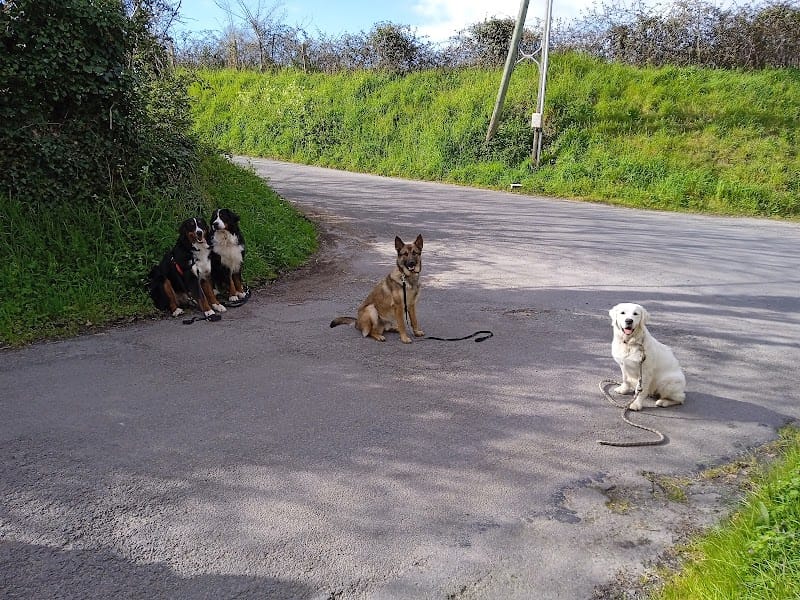 Presta'Dog — dogsitter à Saint-Pair-sur-Mer