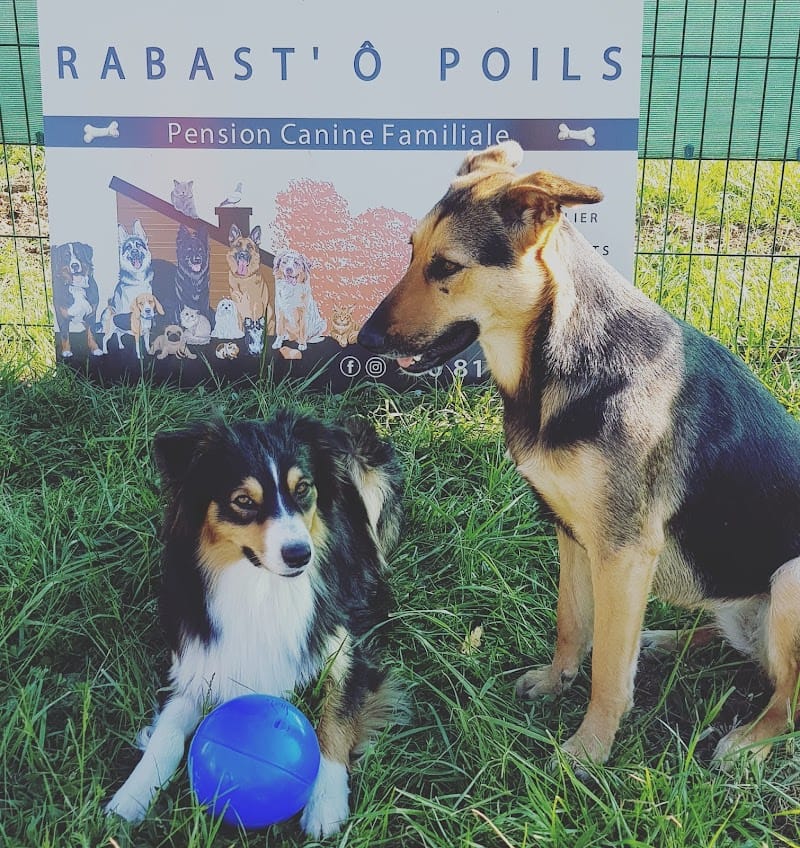 Rabast'ô poils — dogsitter à Gaillac
