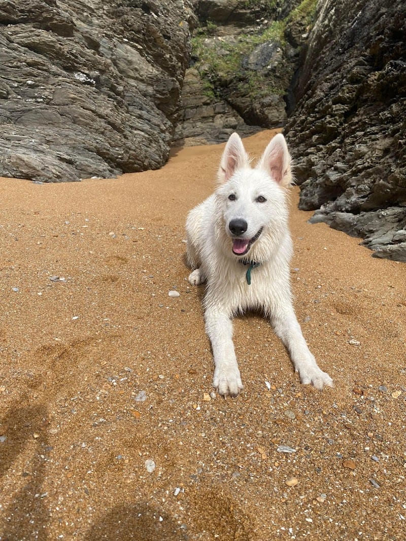 RespectDogs Saint-Nazaire — dogsitter à Saint-Nazaire
