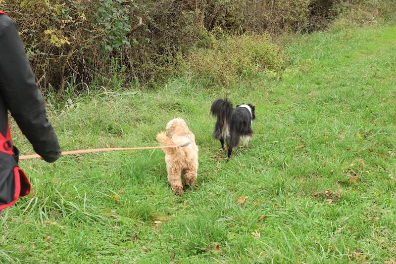 Resshy: Cour d'éducation — dogsitter à Lormont