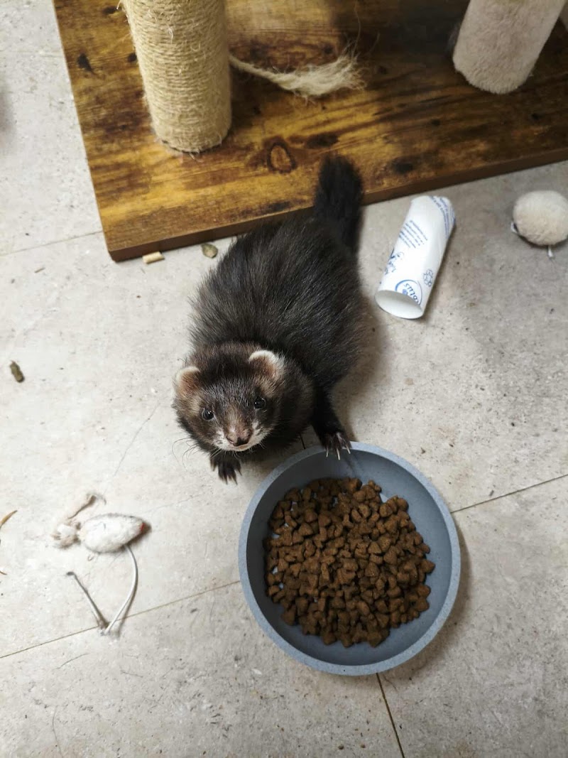 Rom'animaux — dogsitter à Béthune