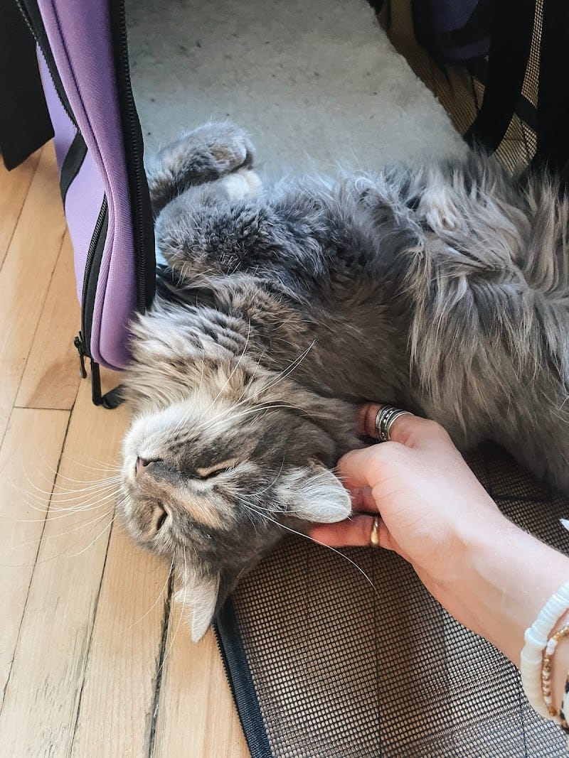 Romane & Compagnie — dogsitter à Bordeaux