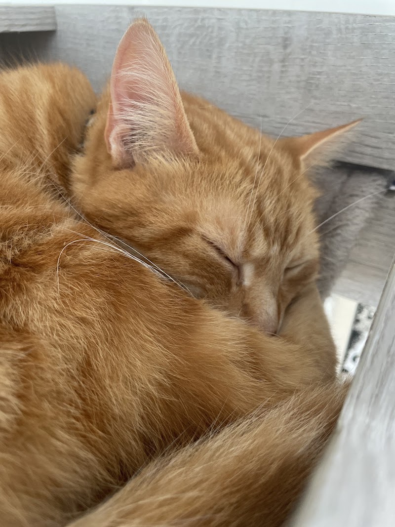 S.A&Co' — dogsitter à Bordeaux