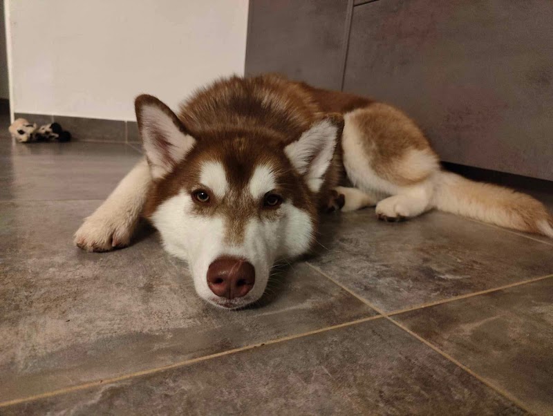 Sabb Services Animaliers — dogsitter à Morhange