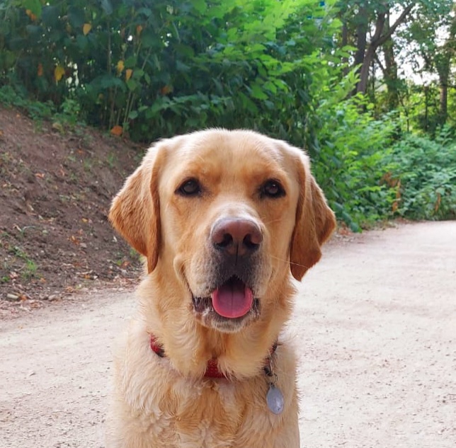 Scarlette & Friends — dogsitter à Boulogne-Billancourt