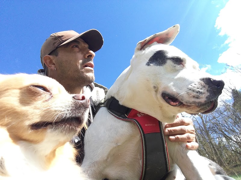 Services Canins — dogsitter à Barr