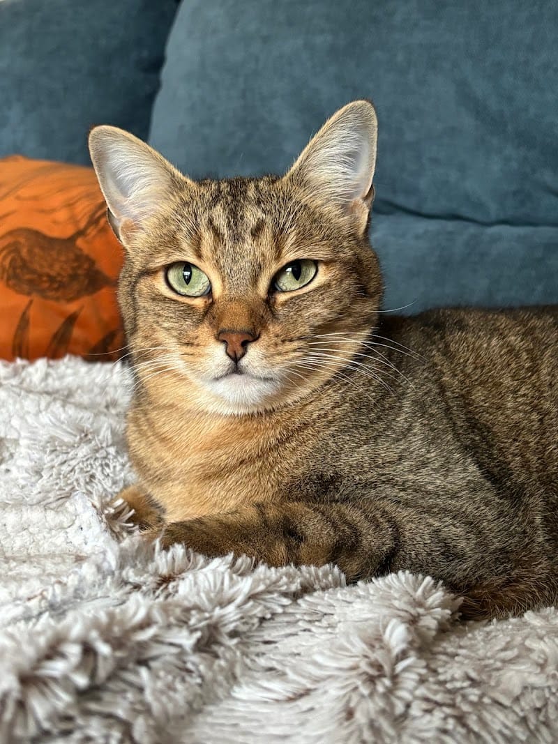 Soiloup — dogsitter à Toulouse