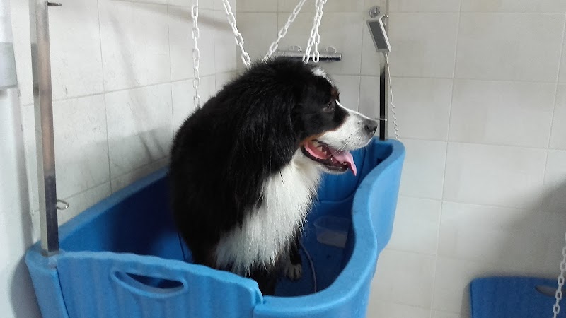 Sous Mon Aile Sarl — dogsitter à Nantes