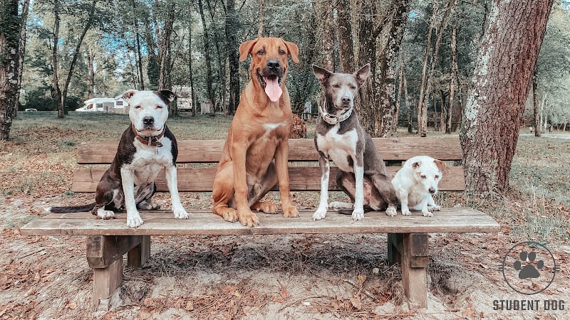 Student Dog — dogsitter à Bordeaux