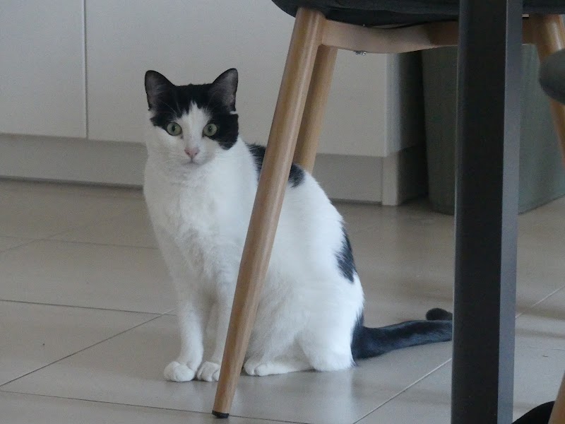 Ta pat'Thor — dogsitter à Montpellier