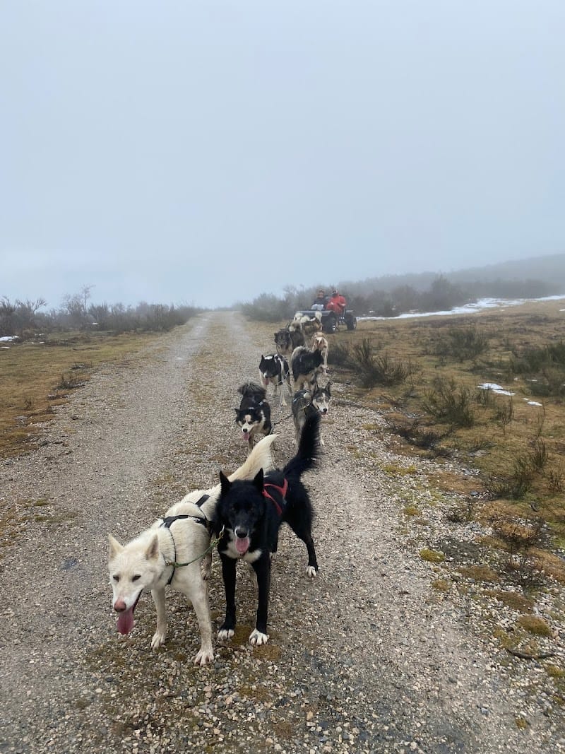 Terre Sauvage Ariège — dogsitter à Saint-Girons
