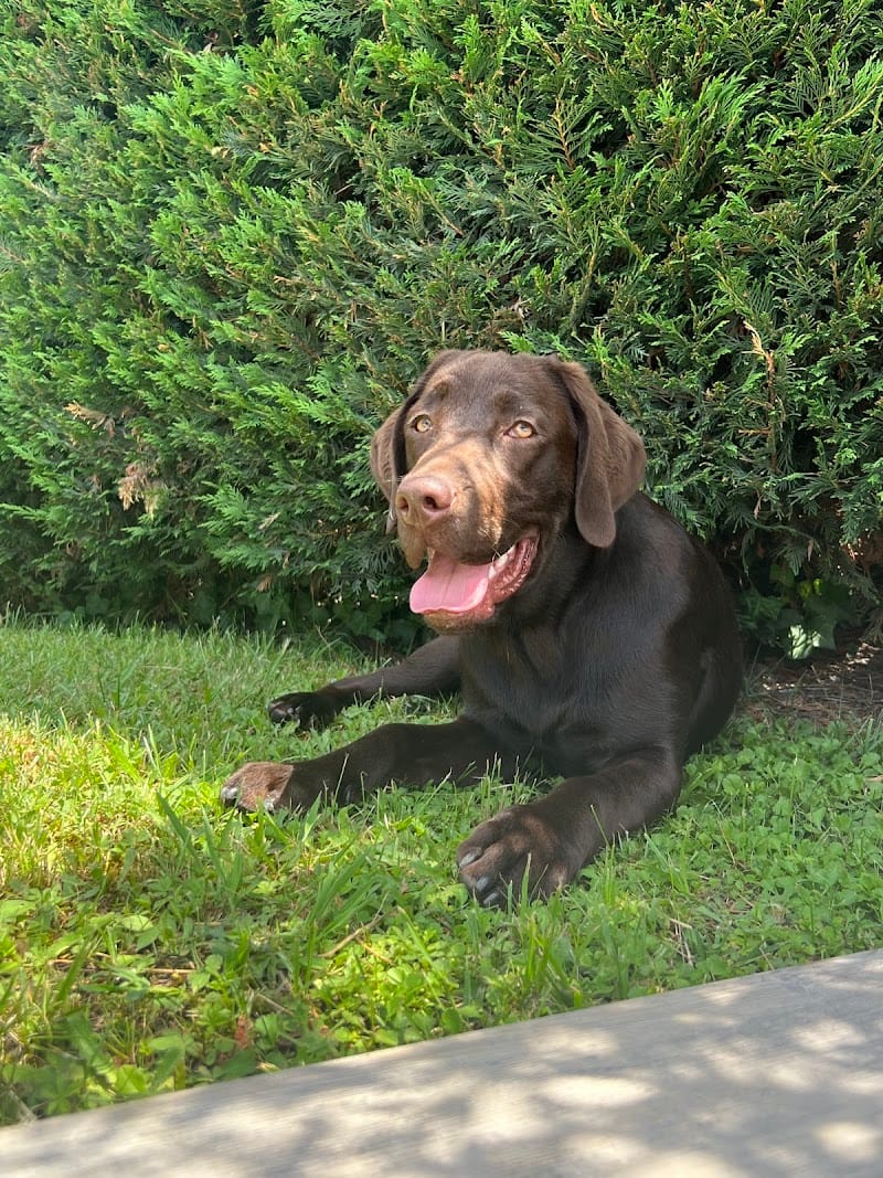 The nordix - Pension canine familiale — dogsitter à Bordeaux