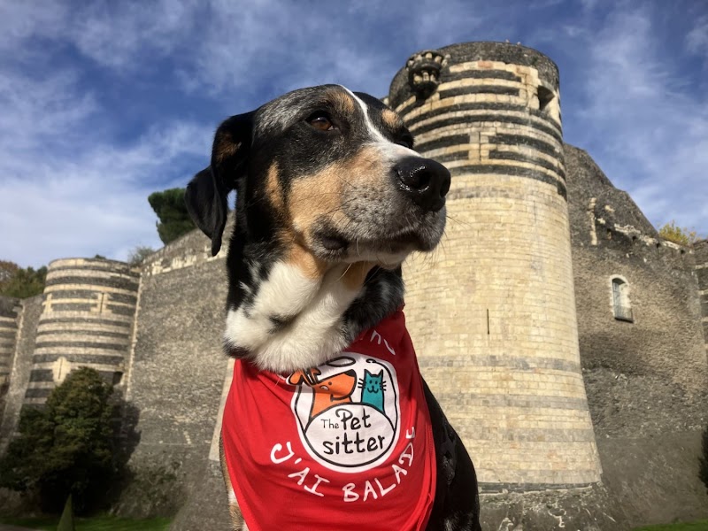 The Pet Sitter ANGERS — dogsitter à Angers