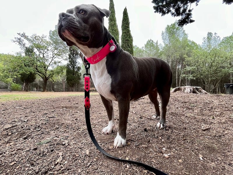 Top Chien — dogsitter à Montpellier