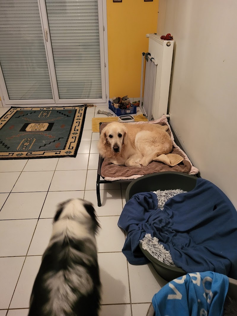 Toutous en vacances — dogsitter à Nantes