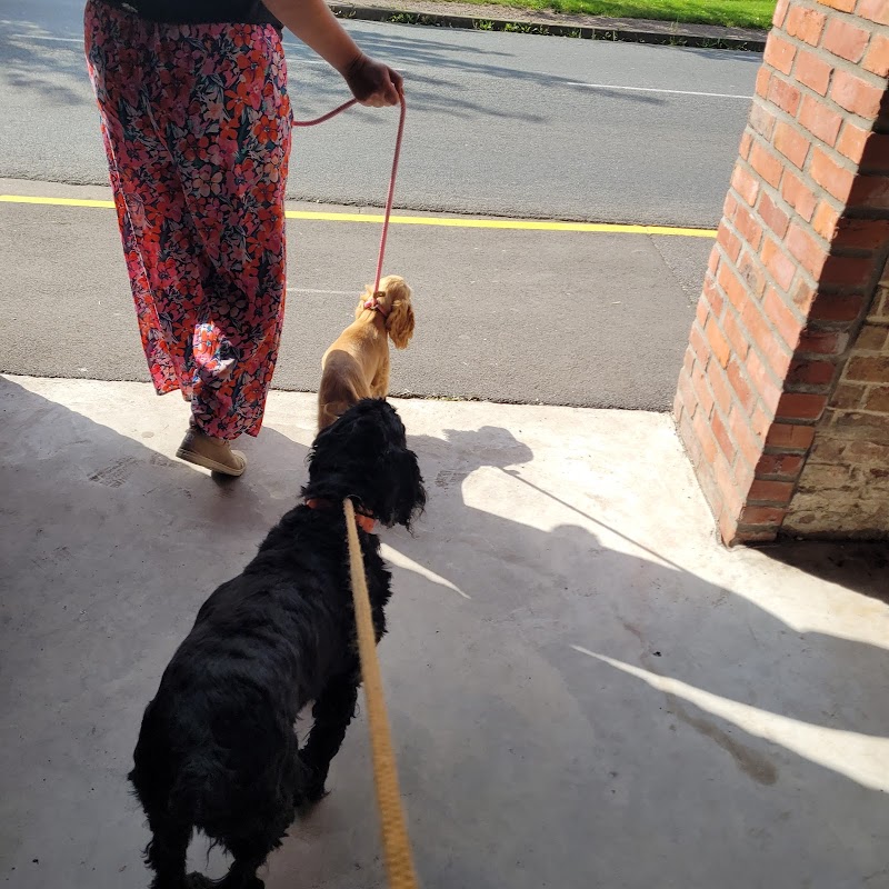 Toutouspetits, l'éducation des Petits Toutous — dogsitter à Lille