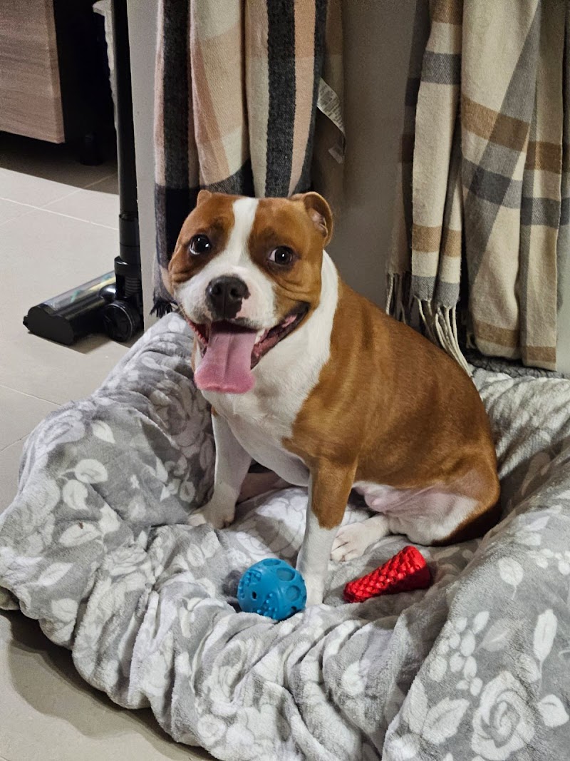 Toutout Pour Vos Animaux — dogsitter à Sète