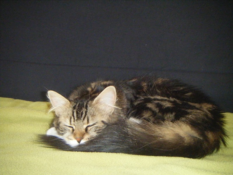 Toutouyoutou — dogsitter à Rennes