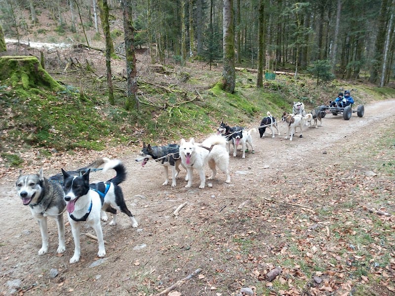 Tribu Vagabonde — dogsitter à Gérardmer