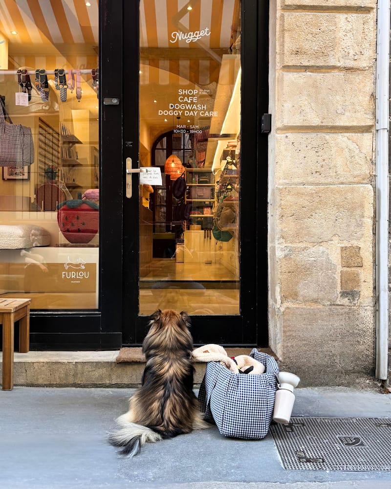 TRUFFE SOCIAL CLUB - Doggy daycare - Garderie loisirs sans hébergement à Bordeaux — dogsitter à Bordeaux