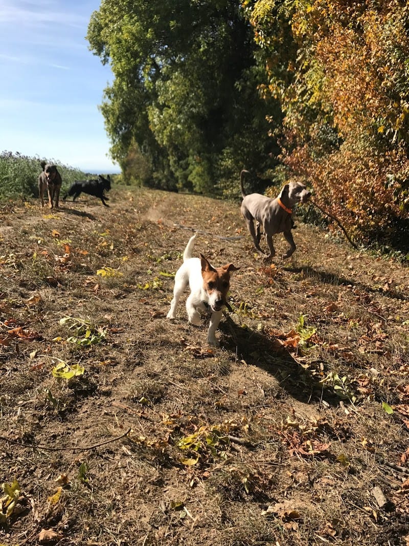 Truffes & Co. — dogsitter à Thonon-les-Bains