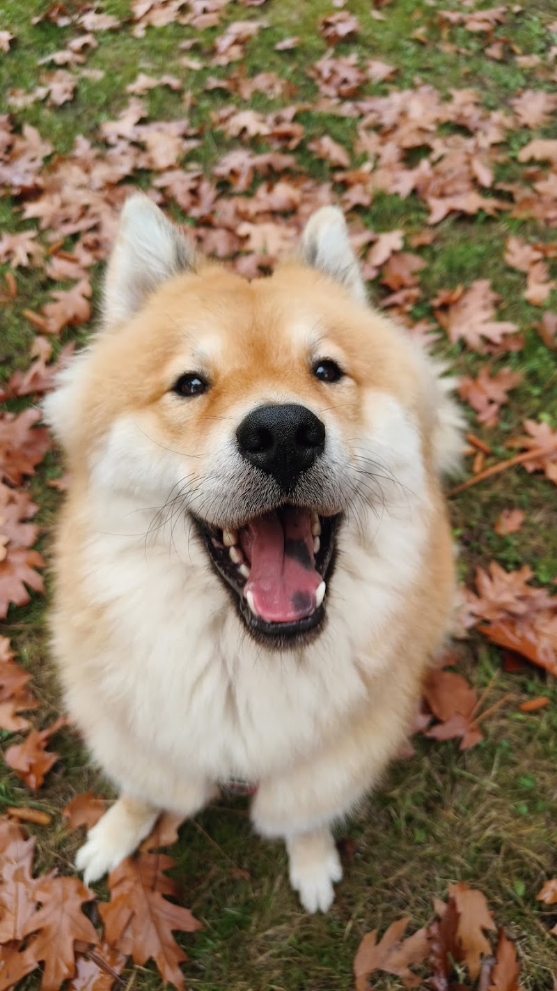 umami chiens et chats — dogsitter à Bordeaux