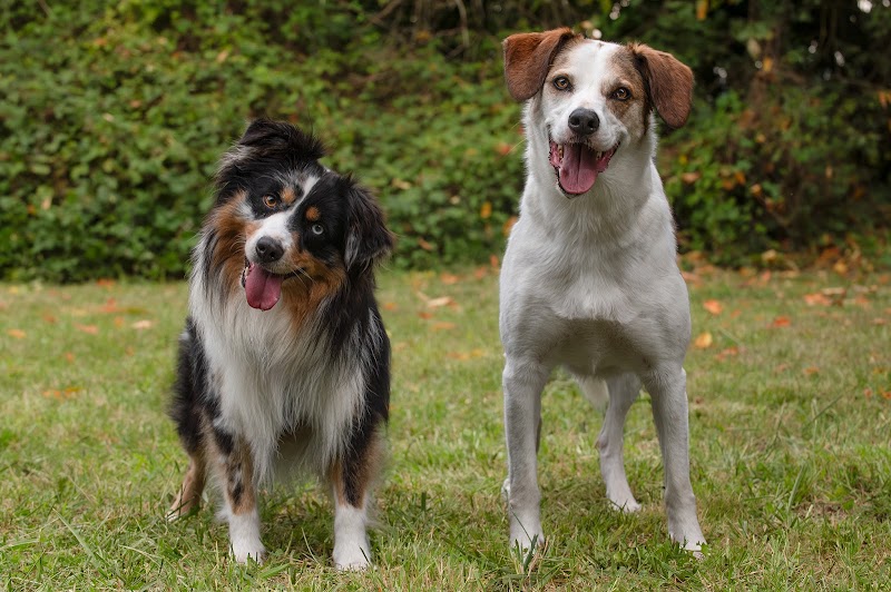 Un Amour de Chien — dogsitter à Lannemezan