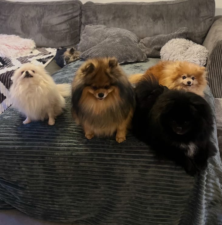 Un moment de bonheur pension canine familiale — dogsitter à Boulay-Moselle