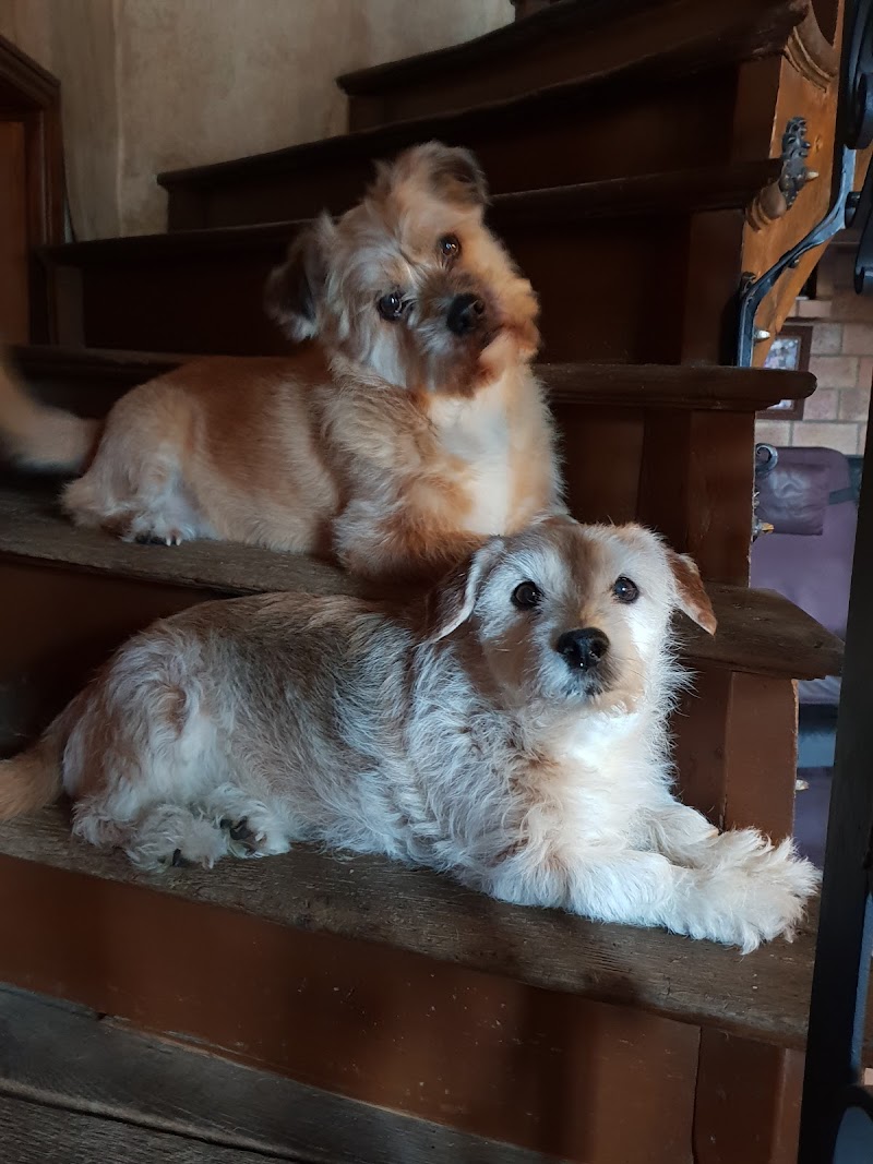 Une gard'o poil — dogsitter à Lille