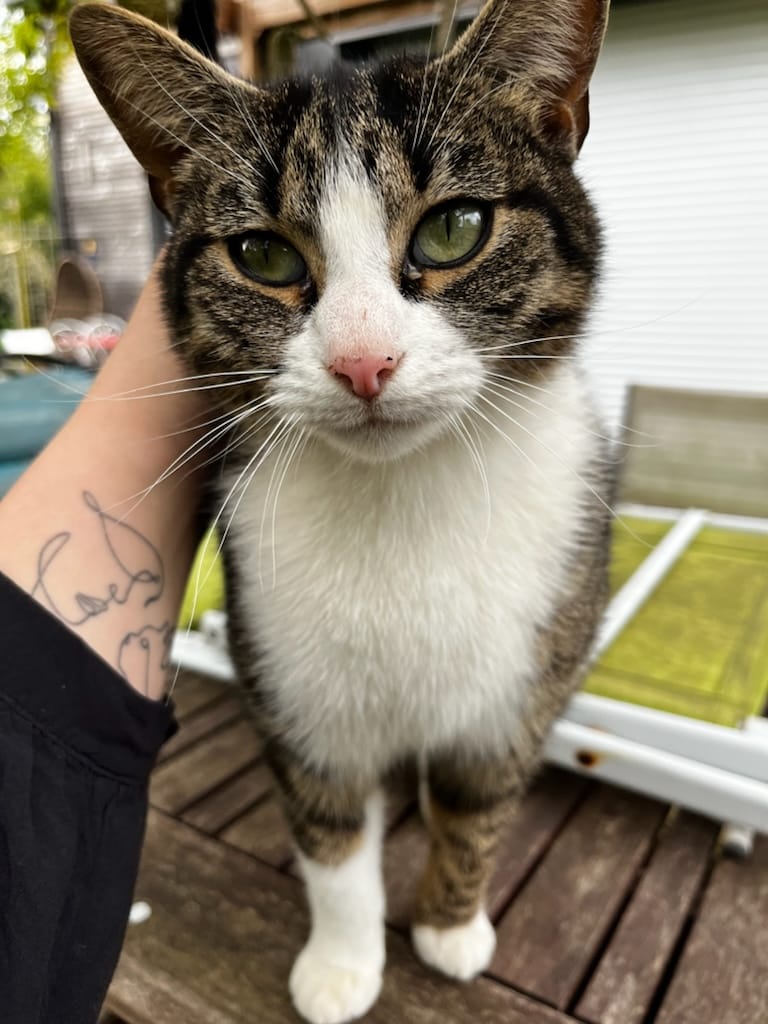 Une vie de PaChat, garde d'animaux à domicile Sud Rennes — dogsitter à Rennes