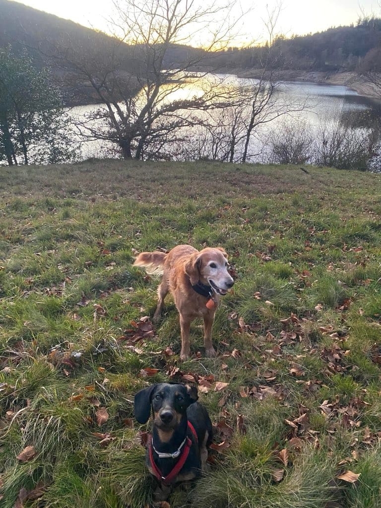 VELVET PAW — dogsitter à Castres