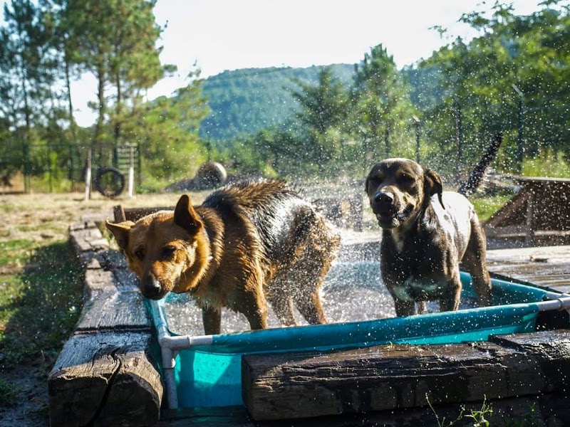 Village Canin des Cévennes — dogsitter à Alès