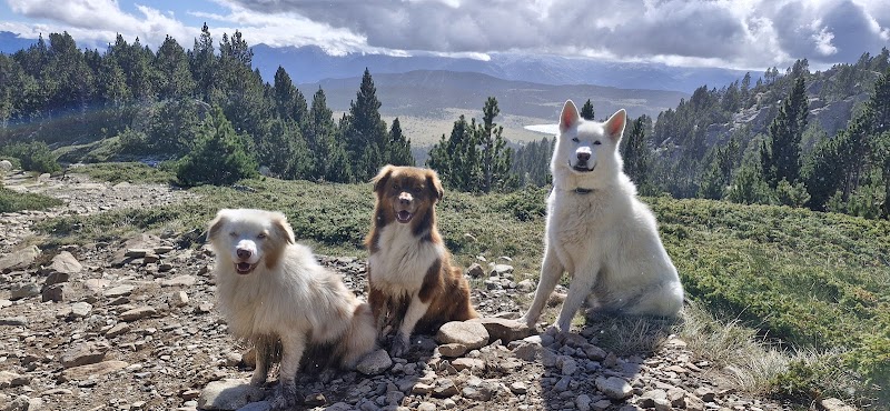 Vos 4 pattes en balade — dogsitter à Perpignan