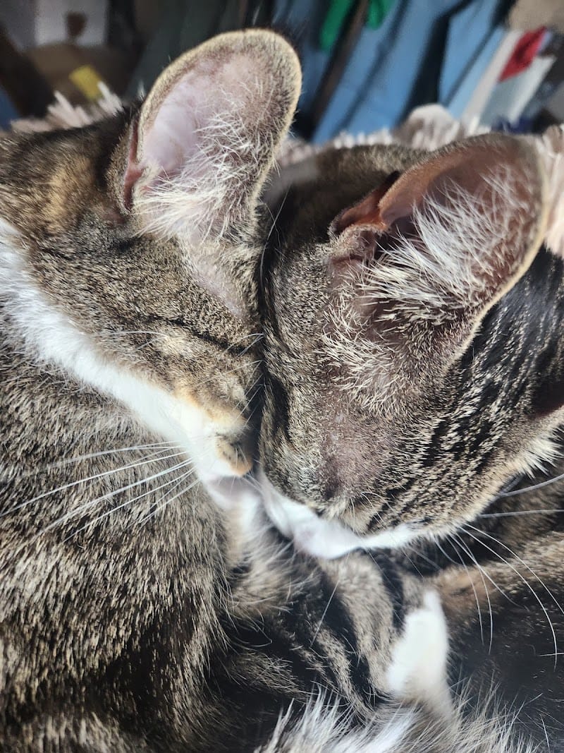 Vos animaux et Vous — dogsitter à Avranches