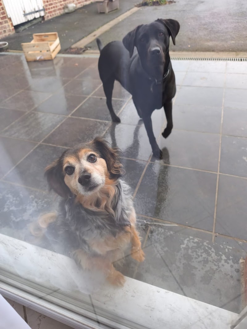 Weppes pet sitter — dogsitter à Lens